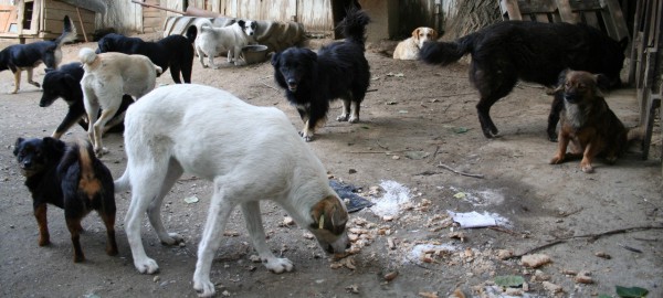 03 caini-dn 03 caini-dn