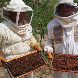 04 apicultura
