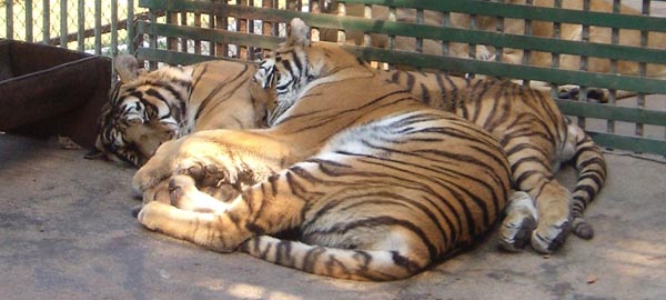 03 tigrii zoo hd