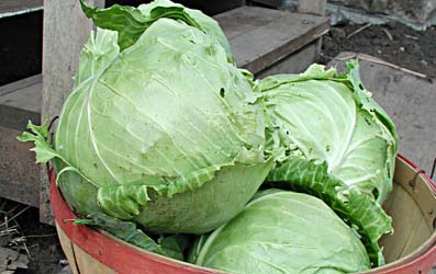 01 cabbage