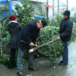 02 Brazi de vanzare (2) 02 Brazi de vanzare (2)