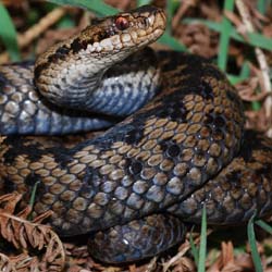 03 Berus (c) Lancs (7) copy