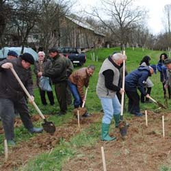04 plantare copaci bicau (2)