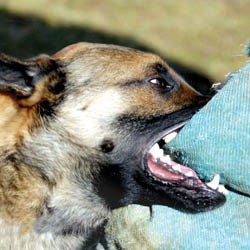 03 policedogbite-1326224326