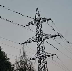 04 ciori petrosani (2)