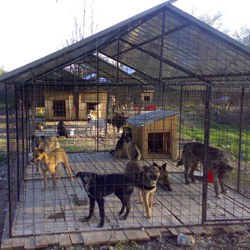 03 adapost caini (1)