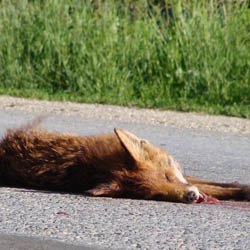 03 vulpe moarta iscroni (2)