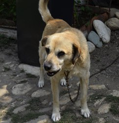 01 crima castau (38)