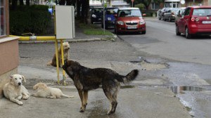 03 caini vagabonzi comunitari (1)