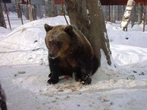 ursul-baloo-1_56c2bf01569131