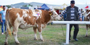 02 miss baltata (72)