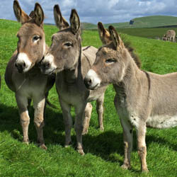 four donkeys - standing on meadow