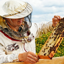 02 apicultura-slide-4