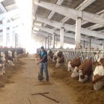 07 imagine adapost animale ADO 0