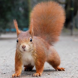 curious-beautiful-squirrel-animal