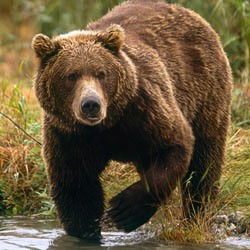 USA, Alaska, McNeil River Sanctuary, Grizzly bear (Ursus arctos)