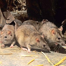 BROWN RATS - RATTUS NORVEGICUS IN A FARM SHED