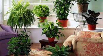 Cinci plante de interior care pot îmbunătăți calitatea aerului din încăperi