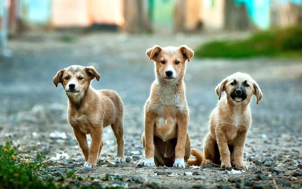 Adoptaţi un maidanez, nu vă costă nimic!