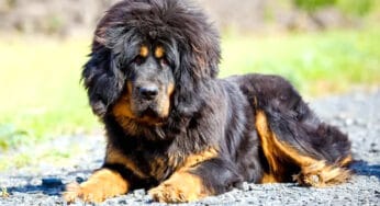 O femeie a cumpărat acest „căţel” dar, după 2 ani, a aflat adevărul halucinant: Ce animal e „câinele” ei, de fapt