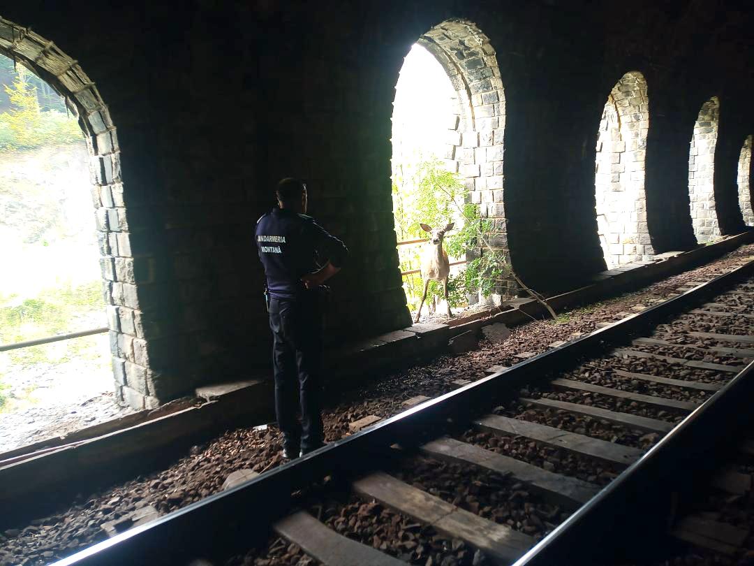 O căprioară atacată de câini a fost salvată de jandarmi