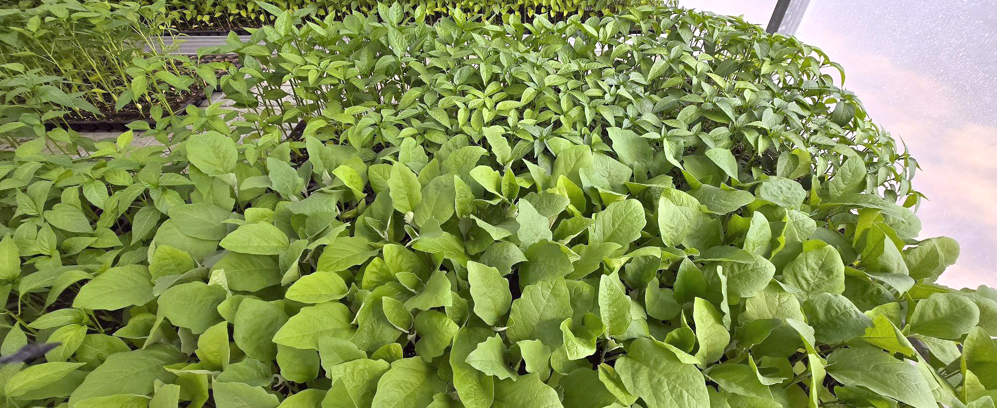 Vreți răsaduri dintr-un mediu ecologic? Liceul Agricol din Geoagiu poate fi soluția